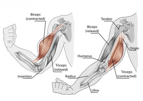 biceps