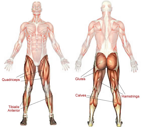 legmuscles.jpg