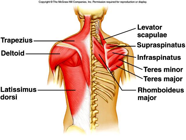 back