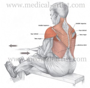 pencil-digital-seated-cable-row