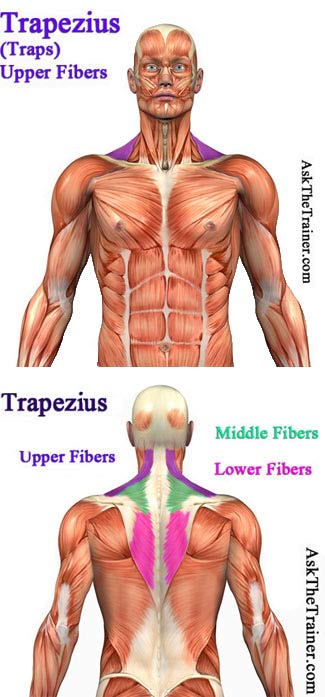 traps-anatomy