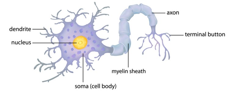 nerve_labeled_0.jpg