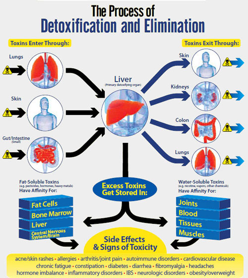Liver-Detox