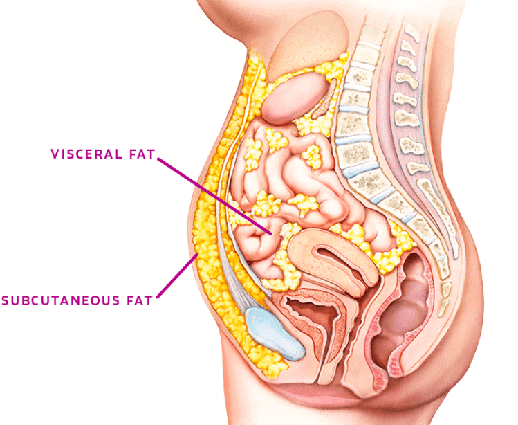 subcutaneous-fat.png