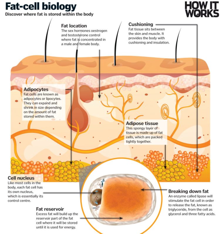 Burning-fat-963x1024.jpg